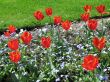 a large green field of red tulips