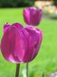 a large green field of purple tulips