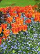 a large green field of red tulips