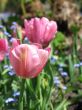 a large green field of pink tulips