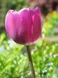 a large green field of purple tulips