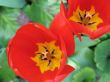a large green field of red tulips