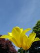 a large green field of yellow tulips
