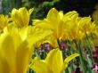 a large green field of yellow tulips