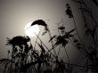 Moon in the rushes
