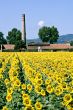 Sunflowers in Umbria