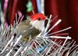 decorative birdy