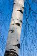 birch