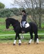 dressage