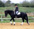 dressage