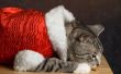 Santa Cat