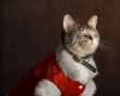 Shy Cat