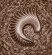 fossil