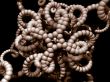 abstract worm