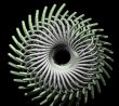round