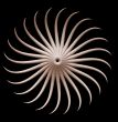 organism