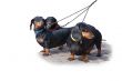 Three black and brown dog