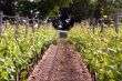 Vineyard near the oldest german city Trier