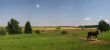 Lonesome horse on a paddock