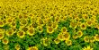 Field of sunflowers in Umbria