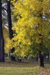 Golden autumn in a park