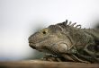 Varan