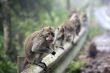 Family of monkeys