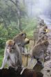 Family of monkeys
