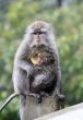Family of monkeys