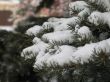 snow on a green branch