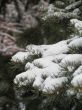 snow on a green branch