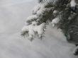 snow on a green branch