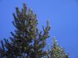 green tree