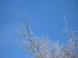 frosted tree and blue sky