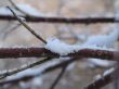 snow on a branch