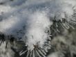snow on a green branch