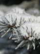 snow on a green branch