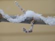close-up of snow on a branch