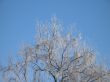 frosted tree and blue sky