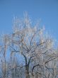 frosted tree and blue sky