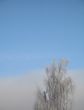 frosted tree and blue sky