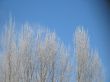 frosted tree and blue sky