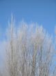 frosted tree and blue sky