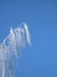 frosted tree and blue sky