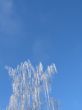 frosted tree and blue sky