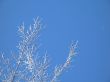 frosted tree and blue sky
