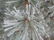 snow on a green branch