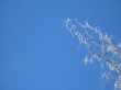 frosted tree and blue sky