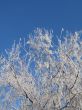 frosted tree and blue sky