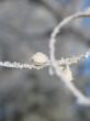 close-up of snow on a branch